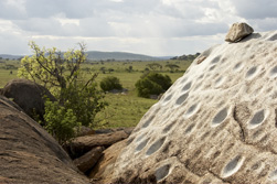Serengeti national park Tanzania, What to see in Serengeti national